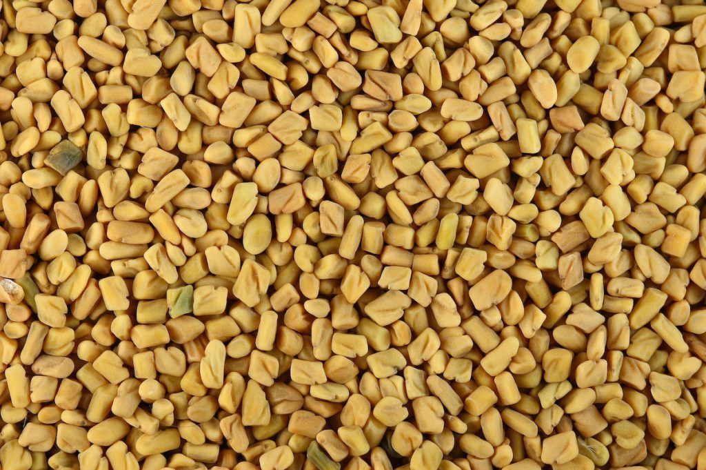 Fenugreek Seeds Extract Benefits Fenugreek for Bodybuilding