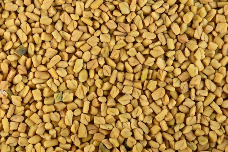 Fenugreek Seeds Extract Benefits Fenugreek for Bodybuilding