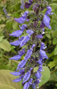 Forskohli plant is a source of Forskolin.