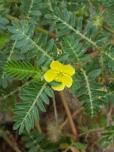 Tribulus Terrestris Plant