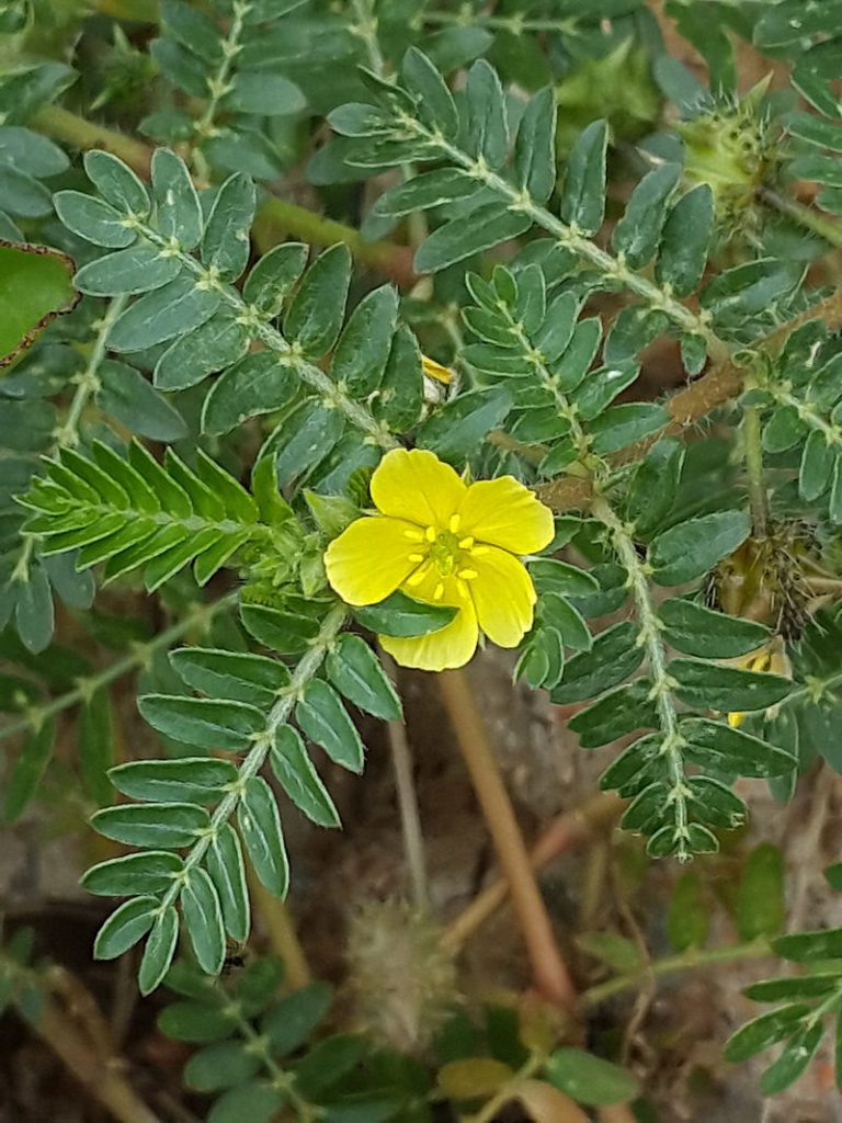 Tribulus Terrestris Supplement Bodybuilding Dosage Tribulus Terrestris Supplement Bodybuilding Dosage